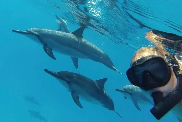 Lovina Magic: Sunrise Dolphin Watching & Snorkeling Adventure